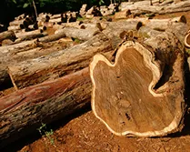 Timber logs