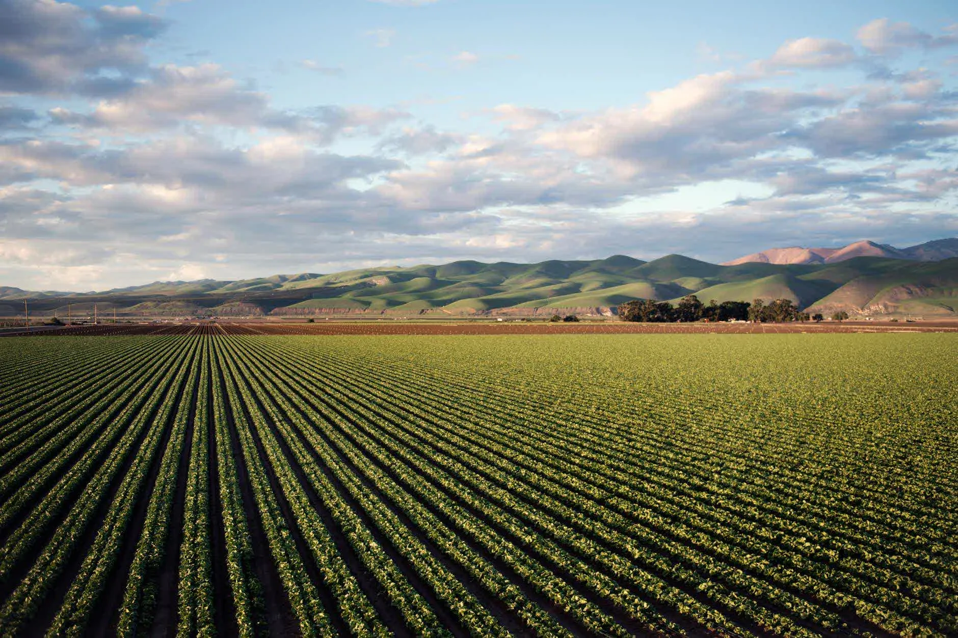 Agro Commodities